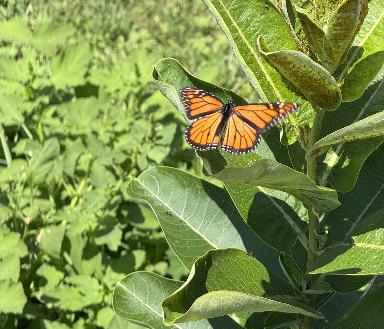 butterfly.png