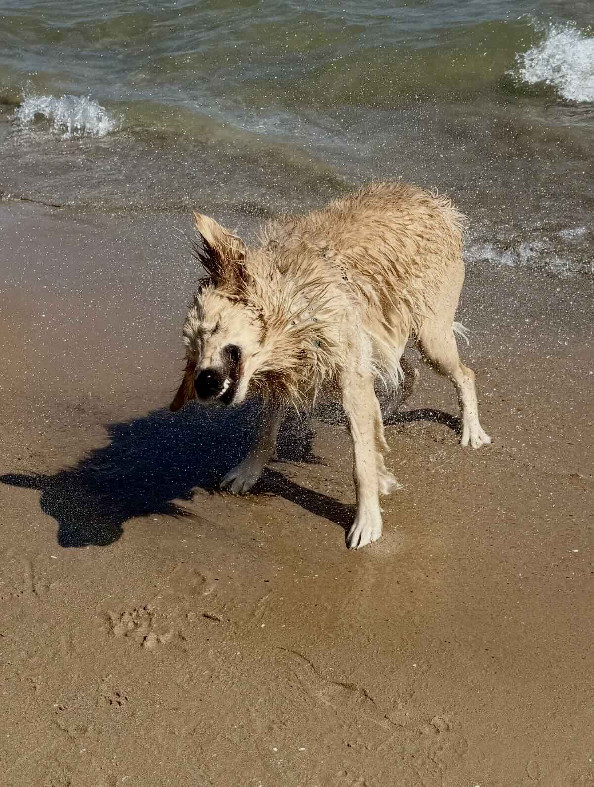 Pup at dog beach