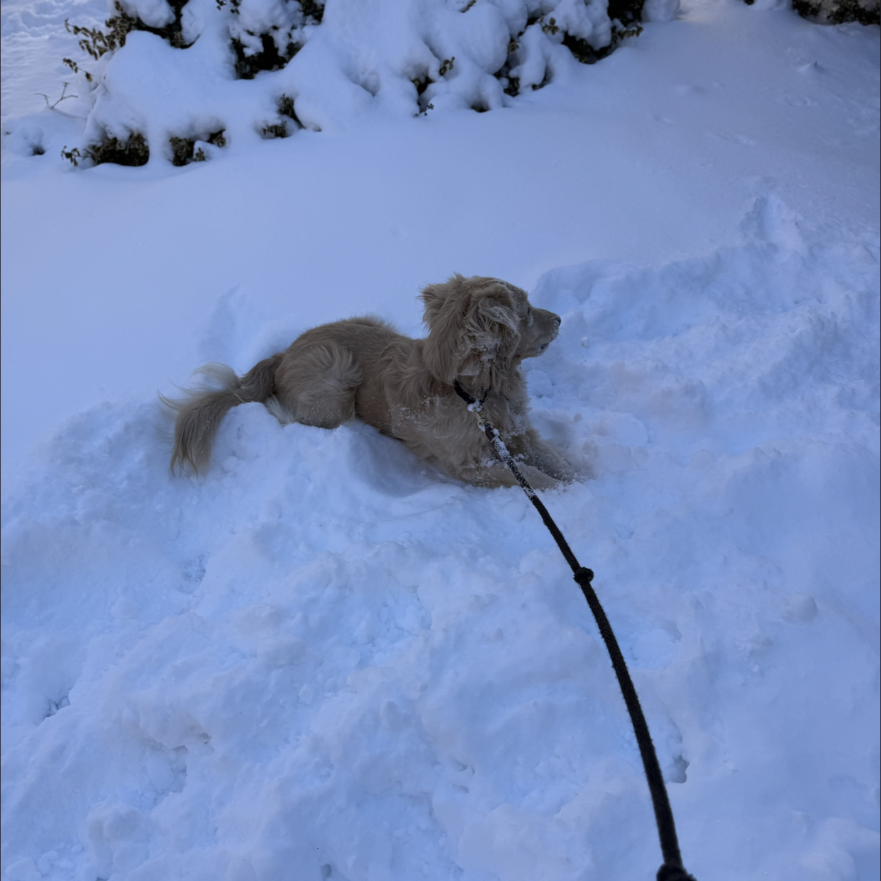 Dog sitting in snow