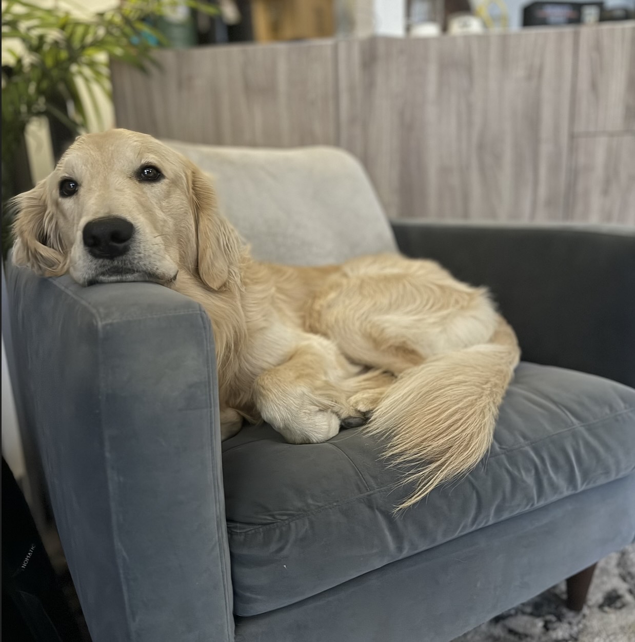 pupper in chair