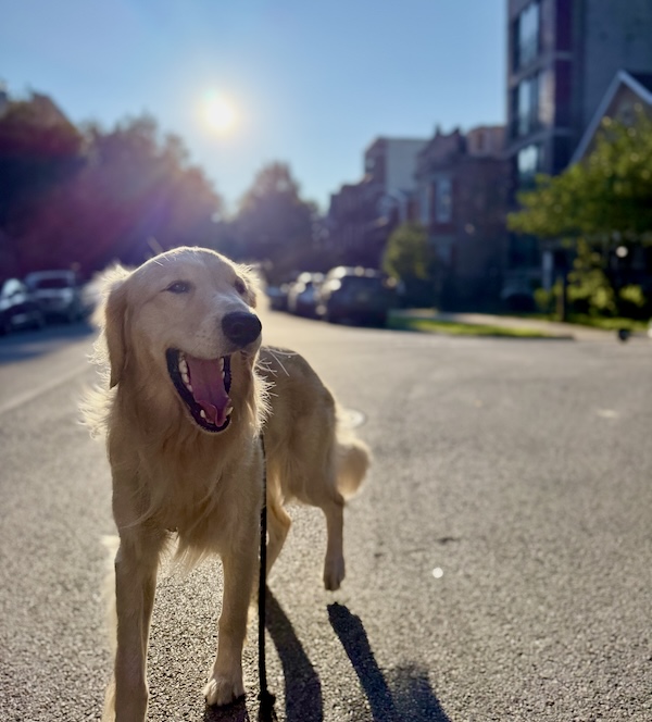 The pup mid yawn on a morning walk at sunrise