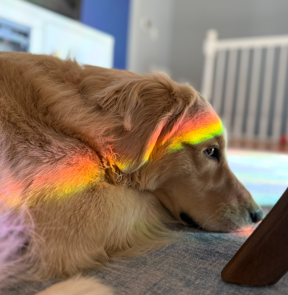 Puppy laying down with rainbow reflection on head